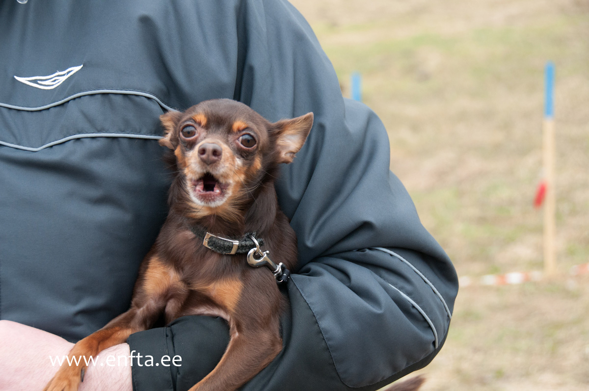Surprise guests conquering new areas although shaking from cold